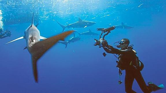 Imágenes tomadas en los mares de Cuba.