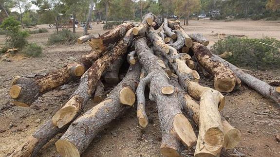 Varios troncos afectados por la plaga, talados en un parque forestal de Serra.