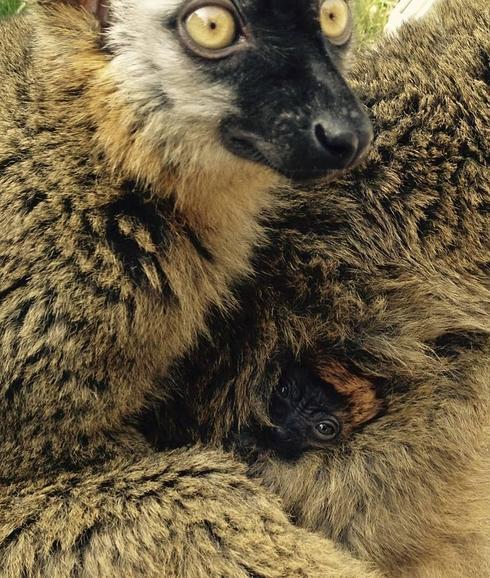 Detalle de la cría de lemur 'frentirrojo'.