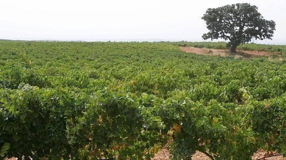 Viñedos en la comarca Utiel-Requena.