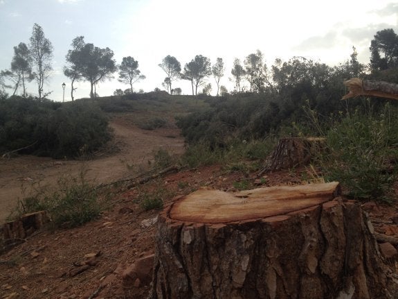 Aspecto de la montaña de La Patà tras las talas realizadas para combatir el Tomicus. :: opg