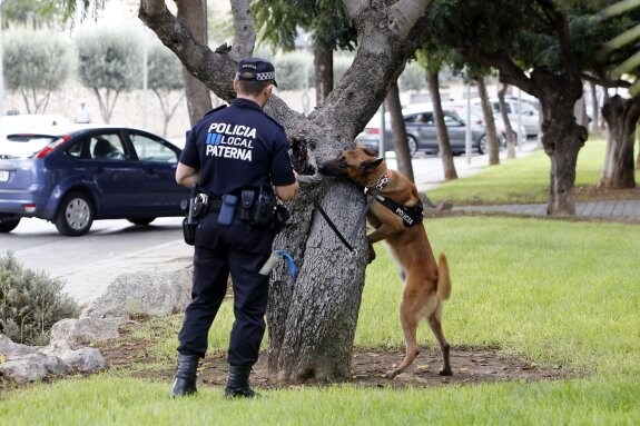 El perro antidroga de Paterna en una imagen de archivo. :: m. molines