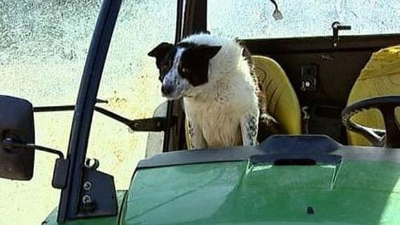 Un perro al volante de un tractor invade una autovía