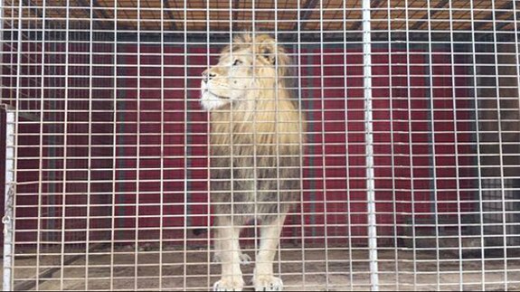 Amador, el león rescatado por la Guardia Civil, ya está en una reserva para animales.