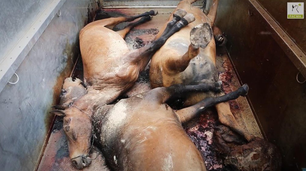 PACMA denuncia la cara oculta del Rocío