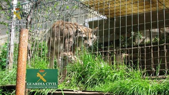 Recuperados 2 leones en Castellón y un tigre en Alicante tras una operación contra el tráfico de animales