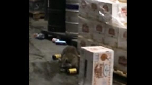 El mapache borracho que pulula por un almacén