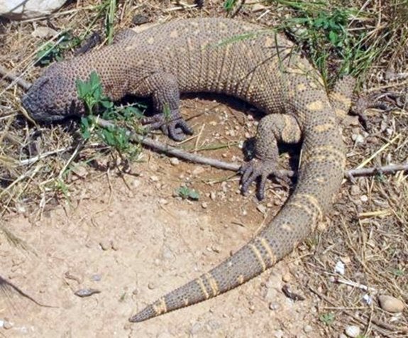 Un lagarto venenoso en Vinaròs