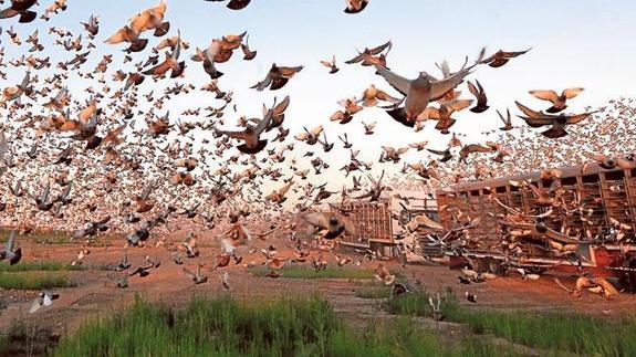 Espectacular imagen de la suelta de aves en unos terrenos de la población de l'Horta Nord, este sábado.