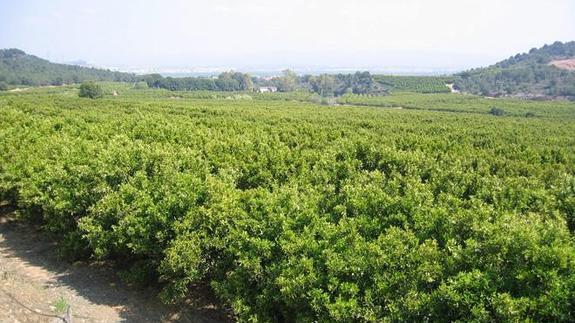 La partida de Porchinos, Ribarroja.