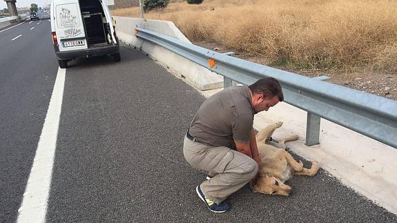El perro atropellado fue recogido por un empleado de Servican.