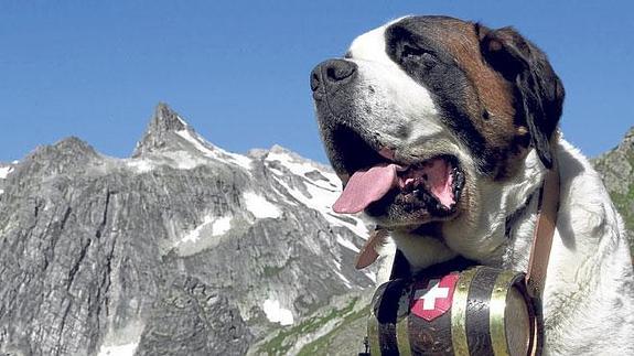 El San Bernardo es uno de los perros más típicos de las montañas suizas. El más utilizado para cocinar es de una raza muy similar al Rottweiler.