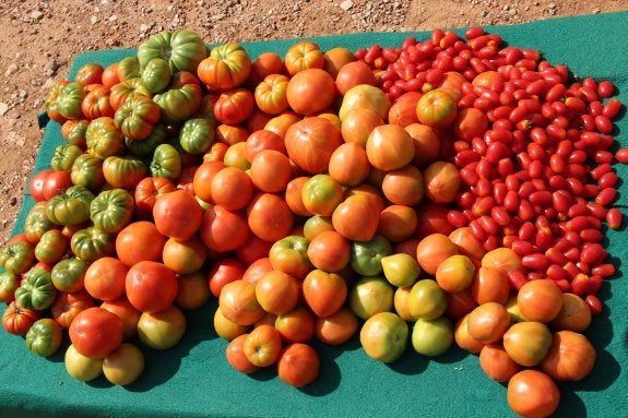 Tomates valencianos y, arriba a la derecha, del tipo 'bombón' :: V. gil