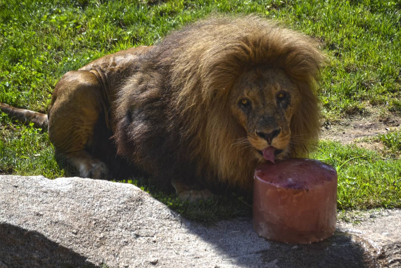 León del Bioparc de Valencia comiendo un helado de carne.