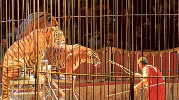 Espectáculo de un circo con tigres.