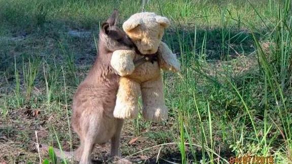 Imagen del pequeño ualabí abrazando el oso de peluche.