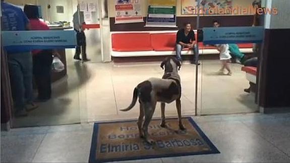 Un perro espera en la entrada del hospital a su dueña fallecida recientemente.