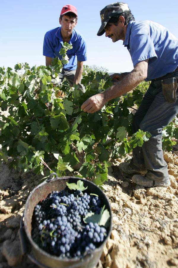 La vendimia comienza en la Comunitat con una caída del 15 % en la producción