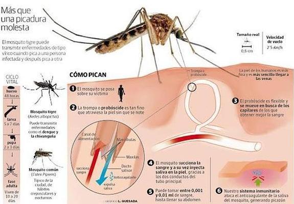 El Ayuntamiento confirma 21 focos de mosquito tigre en Valencia y alerta de que ya es «irradicable»