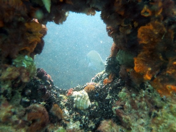 Arrecife artificial ubicado hace un año en la playa de la Malvarrosa ya poblado de flora y fauna. :: lp