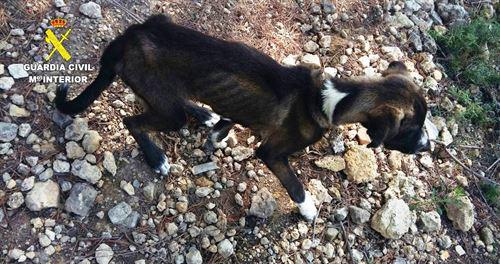 Denunciada una vecina de Onda por dejar tres perros en una finca atados y sin agua ni comida