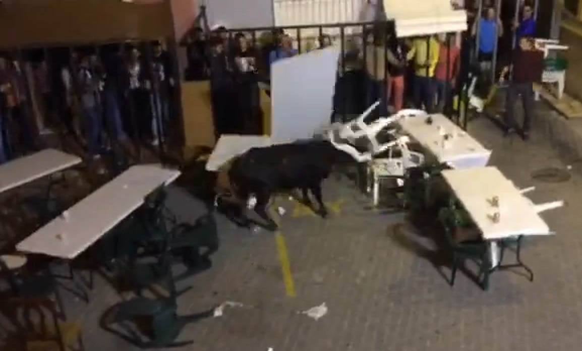 Una vaca se escapa y crea el pánico en Anna