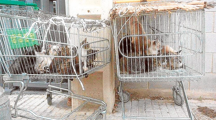 Los gatos, encerrados en los dos carros, en la protectora.