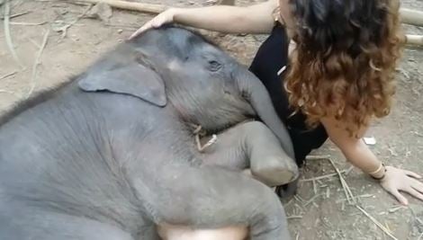 Una cría de elefante se duerme mientras le cantan una nana