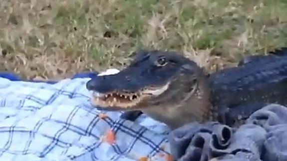 Un cocodrilo, invitado sorpresa en un picnic