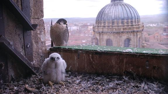 Una pareja de halcón peregrino vive en la catedral de Salamanca.