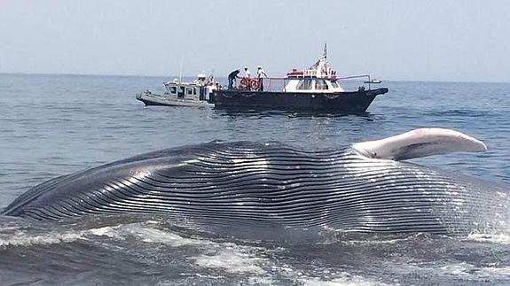 Fotografía cedida por La Armada de Chile de una ballena azul de 20 metros rescatada en una playa de Iquique (Chile).