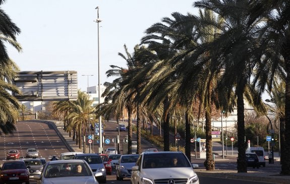 Palmeras de Valencia movidas por el potente viento que se registró ayer en la ciudad. :: j. j. monzó