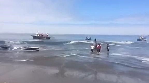 Rescatan a una ballena azul varada