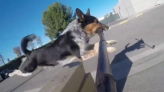 Un perro graba sus saltos con un 'palo selfie'