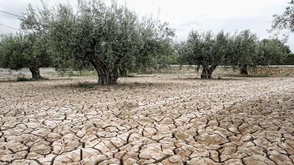 Efectos de la sequía en el campo valenciano. 