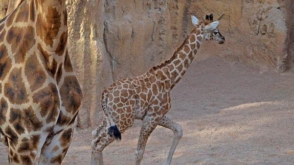 La bebé jirafa del Bioparc ya está a la vista del público