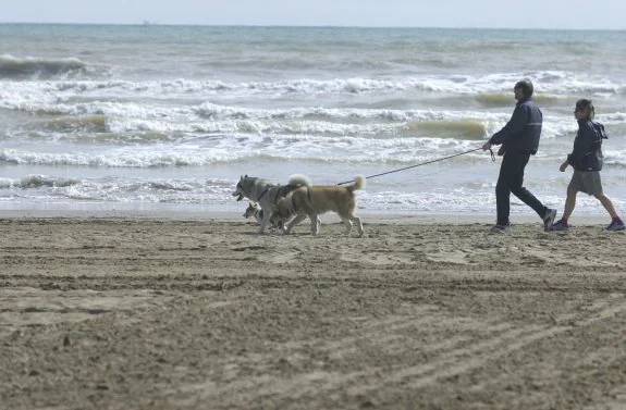 Un hombre pasea a varios perros por la playa de la Malvarrosa. :: José MARIN