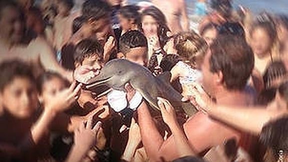 Delfín fotografiado en la playa de La Plata, Buenos Aires.