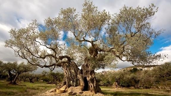 Los olivos milenarios del Sénia, reconocidos como paisaje europeo