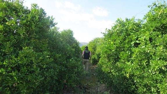 Detenido tras robar 13 toneladas de naranjas en Pego