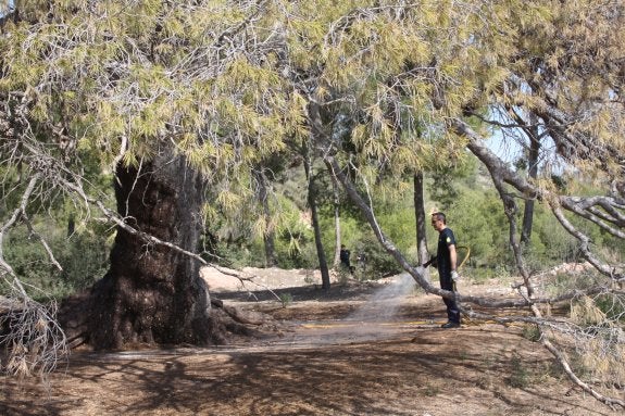 Primeros riegos de urgencia para salvar la vida al árbol monumental en Serra. :: lp