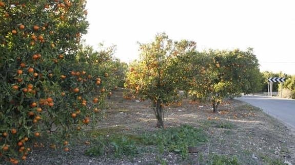 Un campo de naranjos en la comarca de La Costera.