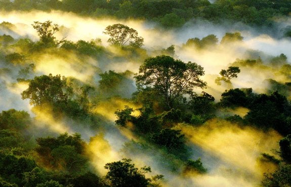 Un atardecer en un bosque amazónico. :: Peter van der Steen / efe