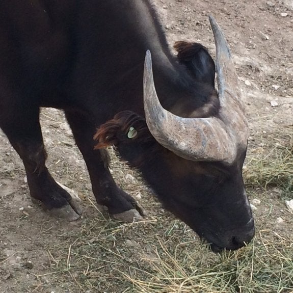 Un operario muere embestido por un búfalo en un safari de Penàguila