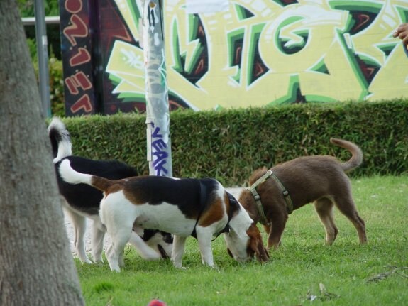 Tres perros husmean el césped de un parque de Valencia. :: t. blasco