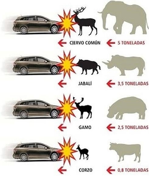 Cómo evitar accidentes de tráfico con animales