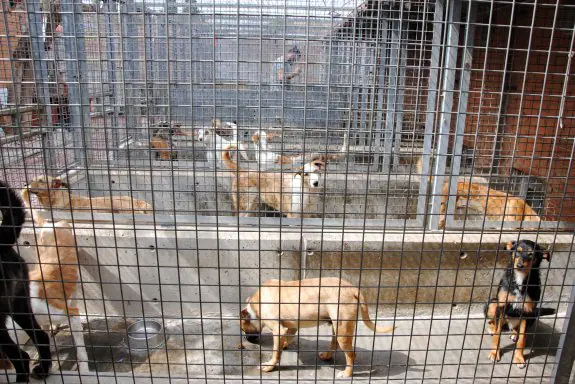 Imagen de algunos de los
boxes del refugio de
Benimàmet, repleto de
animales a la espera
de ser adoptados.
:: modepran