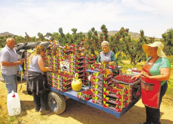 Integrantes de una familia  de agricultores recogen, seleccionan y envasan cerezas  en un campo de Villena. :: lp