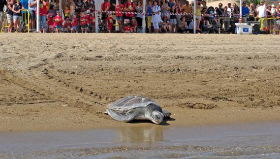 Dos tortugas regresan al mar en Dénia ante 1.200 escolares