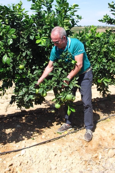 Un veterano técnico observa
unos ramilletes de naranjas y
evalúa su condición y la
posible existencia de plagas o
carencias nutricionales. :: v. LL.